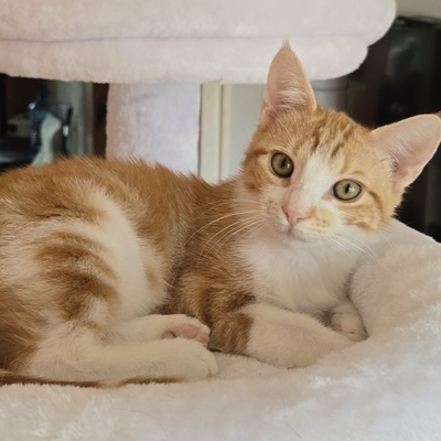 Katerchen Lucky packt gern seinen Koffer, EKH Jungtier - Kater