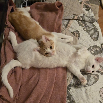 Katerchen Lucky packt gern seinen Koffer, EKH Jungtier - Kater