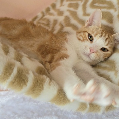 Katerchen Lucky packt gern seinen Koffer, EKH Jungtier - Kater
