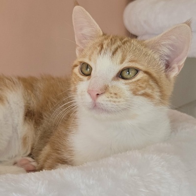 Katerchen Lucky packt gern seinen Koffer, EKH Jungtier - Kater