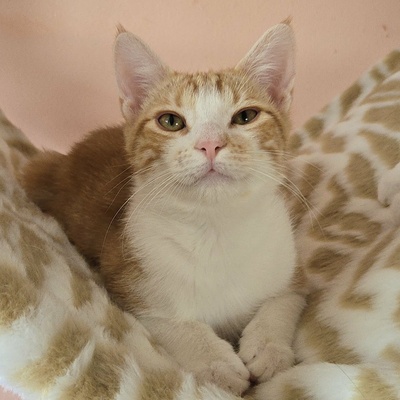 Katerchen Lucky packt gern seinen Koffer, EKH Jungtier - Kater