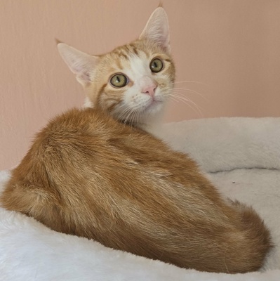 Katerchen Lucky packt gern seinen Koffer, EKH Jungtier - Kater