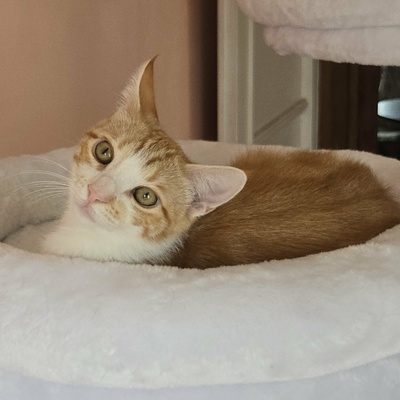 Katerchen Lucky packt gern seinen Koffer, EKH Jungtier - Kater