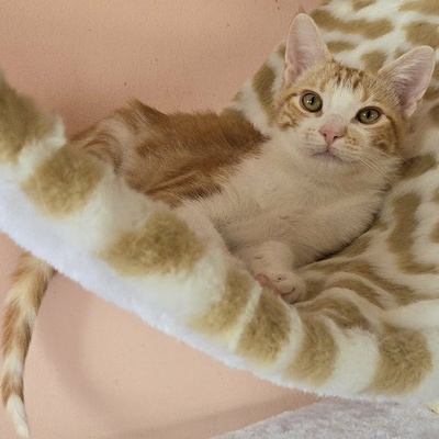 Katerchen Lucky packt gern seinen Koffer, EKH Jungtier - Kater