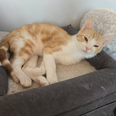 Katerchen Lucky packt gern seinen Koffer, EKH Jungtier - Kater