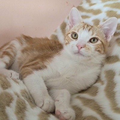 Katerchen Lucky packt gern seinen Koffer, EKH Jungtier - Kater