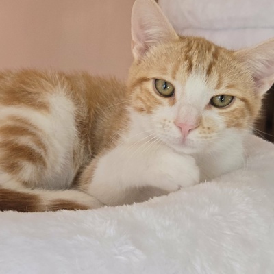 Katerchen Lucky packt gern seinen Koffer, EKH Jungtier - Kater