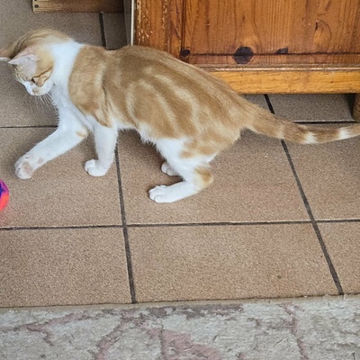 Katerchen Lucky packt gern seinen Koffer, EKH Jungtier - Kater