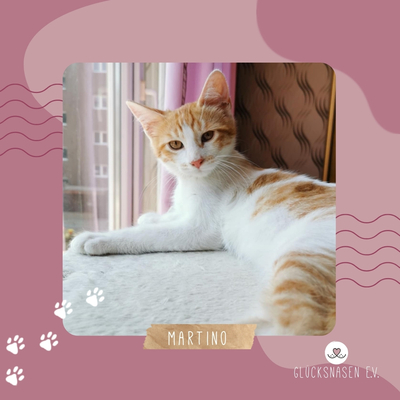 Katerchen Martino möchte Dich verzaubern, EKH - Kater