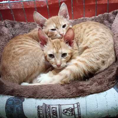 Katerchen Max möchte Dein Herz erobern, EKH Jungtier - Kater