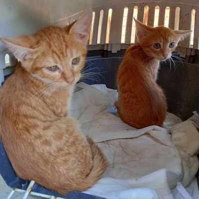 Katerchen Max wartet auf Post von Dir, EKH Jungtier - Kater