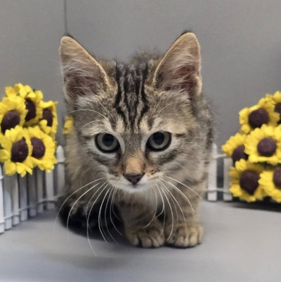 Katerchen Maximus ist bereit für Dich, EKH Jungtier - Kater