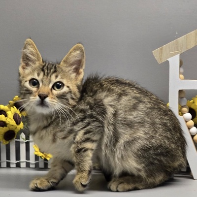 Katerchen Maximus ist bereit für Dich, EKH Jungtier - Kater