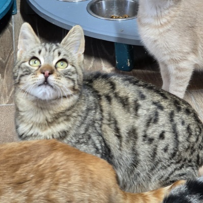 Katerchen Maximus ist bereit für Dich, EKH Jungtier - Kater