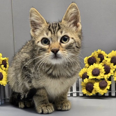 Katerchen Maximus ist bereit für Dich, EKH Jungtier - Kater