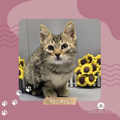 Katerchen Maximus packt gern seinen Koffer