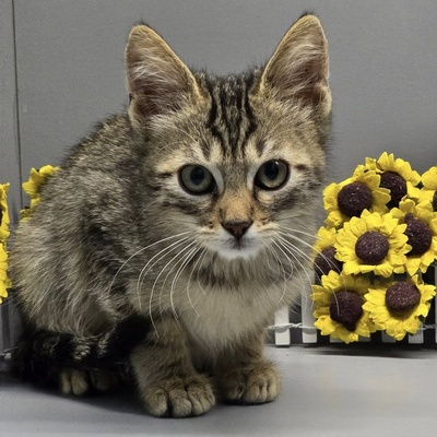 Katerchen Maximus packt gern seinen Koffer, EKH Jungtier - Kater