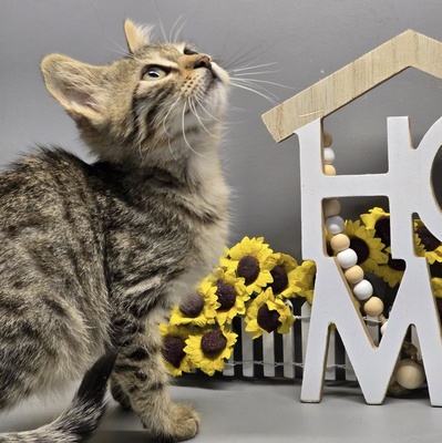 Katerchen Maximus packt gern seinen Koffer, EKH Jungtier - Kater