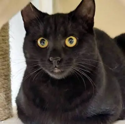 Katerchen Mohrle packt gern seinen Koffer, EKH Jungtier - Kater