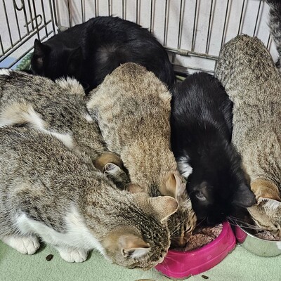 Katerchen Mohrle packt gern seinen Koffer, EKH Jungtier - Kater