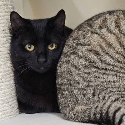 Katerchen Mohrle sucht sein Glück, EKH Jungtier - Kater