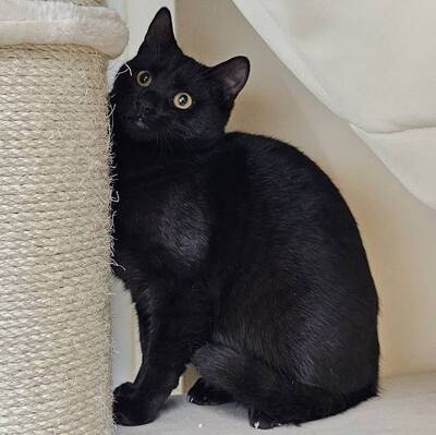 Katerchen Mohrle wartet auf Dich, EKH - Kater