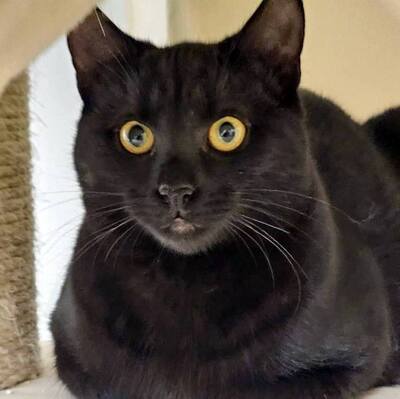 Katerchen Mohrle wartet auf Dich, EKH - Kater