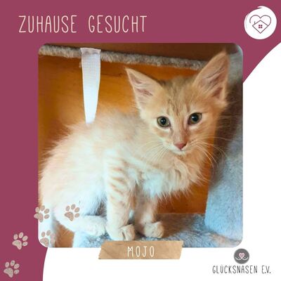 Katerchen Mojo sucht sein sicheres Körbchen, EKH Jungtier - Kater