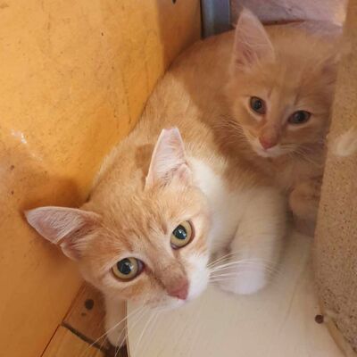 Katerchen Mojo sucht sein sicheres Körbchen, EKH Jungtier - Kater