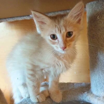 Katerchen Mojo sucht sein sicheres Körbchen, EKH Jungtier - Kater