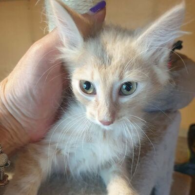 Katerchen Mojo sucht sein sicheres Körbchen, EKH Jungtier - Kater