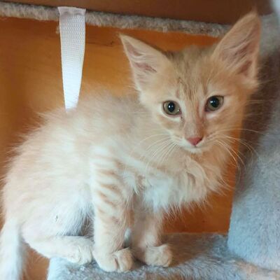Katerchen Mojo sucht sein sicheres Körbchen, EKH Jungtier - Kater