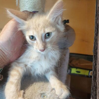 Katerchen Mojo sucht sein sicheres Körbchen, EKH Jungtier - Kater