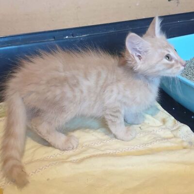 Katerchen Mojo sucht sein sicheres Körbchen, EKH Jungtier - Kater