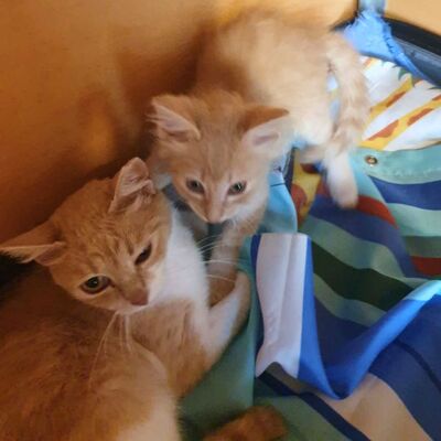 Katerchen Mojo sucht sein sicheres Körbchen, EKH Jungtier - Kater