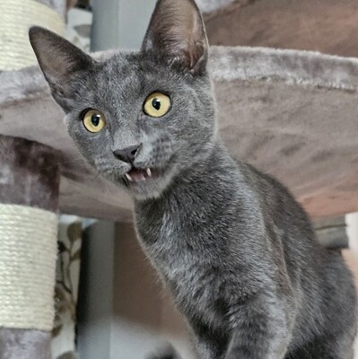 Katerchen Morris möchte Dein Herz erobern, EKH Jungtier - Kater