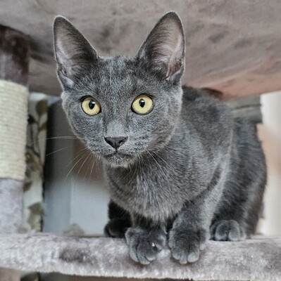 Katerchen Morris möchte Dein Herz erobern, EKH Jungtier - Kater