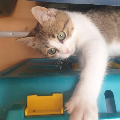 Katerchen Mortimer schmust und spielt gern, EKH Jungtier - Kater