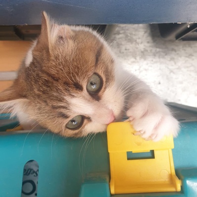 Katerchen Mortimer schmust und spielt gern, EKH Jungtier - Kater