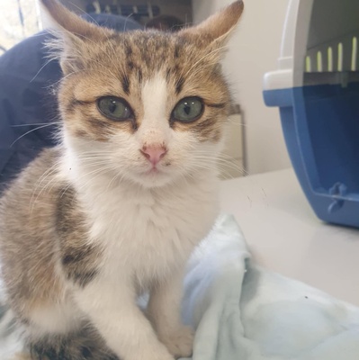 Katerchen Mortimer schmust und spielt gern, EKH Jungtier - Kater