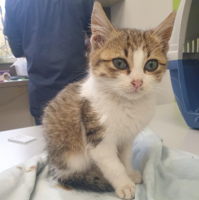 Katerchen Mortimer sucht sein Körbchen, EKH Jungtier - Kater