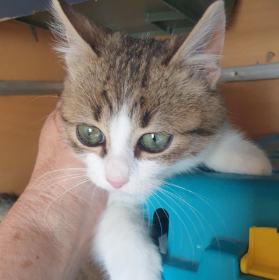 Katerchen Mortimer sucht sein Körbchen, EKH Jungtier - Kater