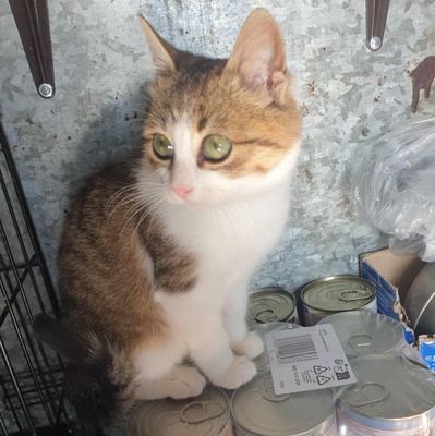 Katerchen Mortimer sucht sein Körbchen, EKH Jungtier - Kater