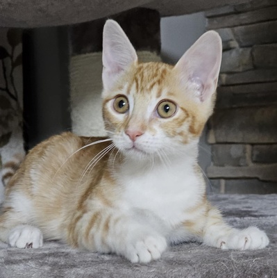 Katerchen Neelix packt gern seinen Koffer, EKH Jungtier - Kater