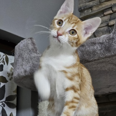 Katerchen Neelix packt gern seinen Koffer, EKH Jungtier - Kater