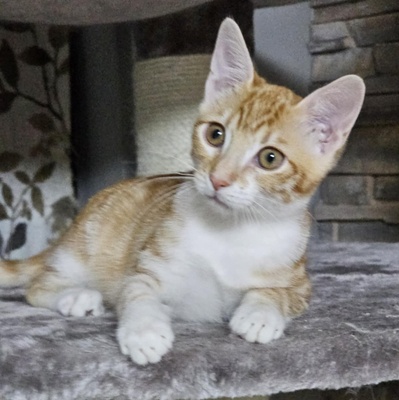 Katerchen Neelix packt gern seinen Koffer, EKH Jungtier - Kater