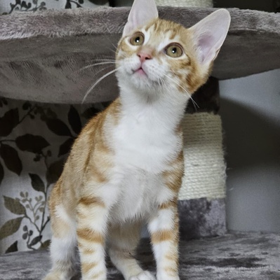 Katerchen Neelix packt gern seinen Koffer, EKH Jungtier - Kater