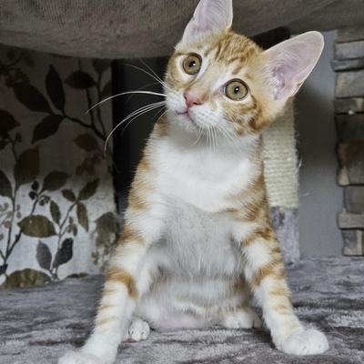 Katerchen Neelix packt gern seinen Koffer, EKH Jungtier - Kater