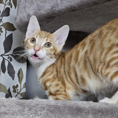 Katerchen Neelix packt gern seinen Koffer, EKH Jungtier - Kater