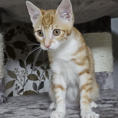 Katerchen Neelix packt gern seinen Koffer, EKH Jungtier - Kater